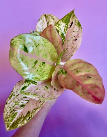 Аглаонема Pink Emerald