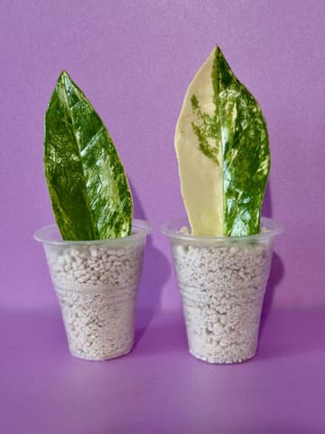 Замиокулькас Akebono Queen var