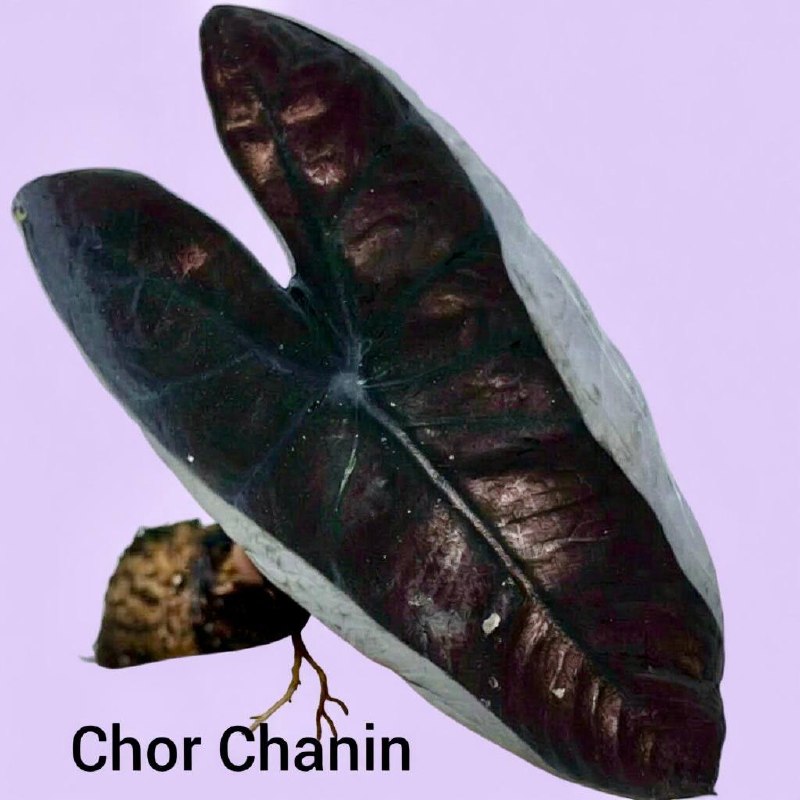 Каладиум Chor Chanin