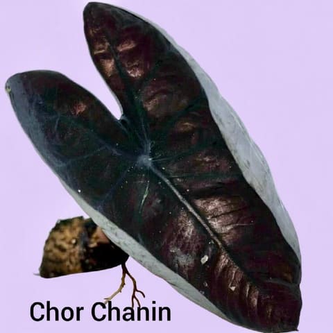 Каладиум Chor Chanin