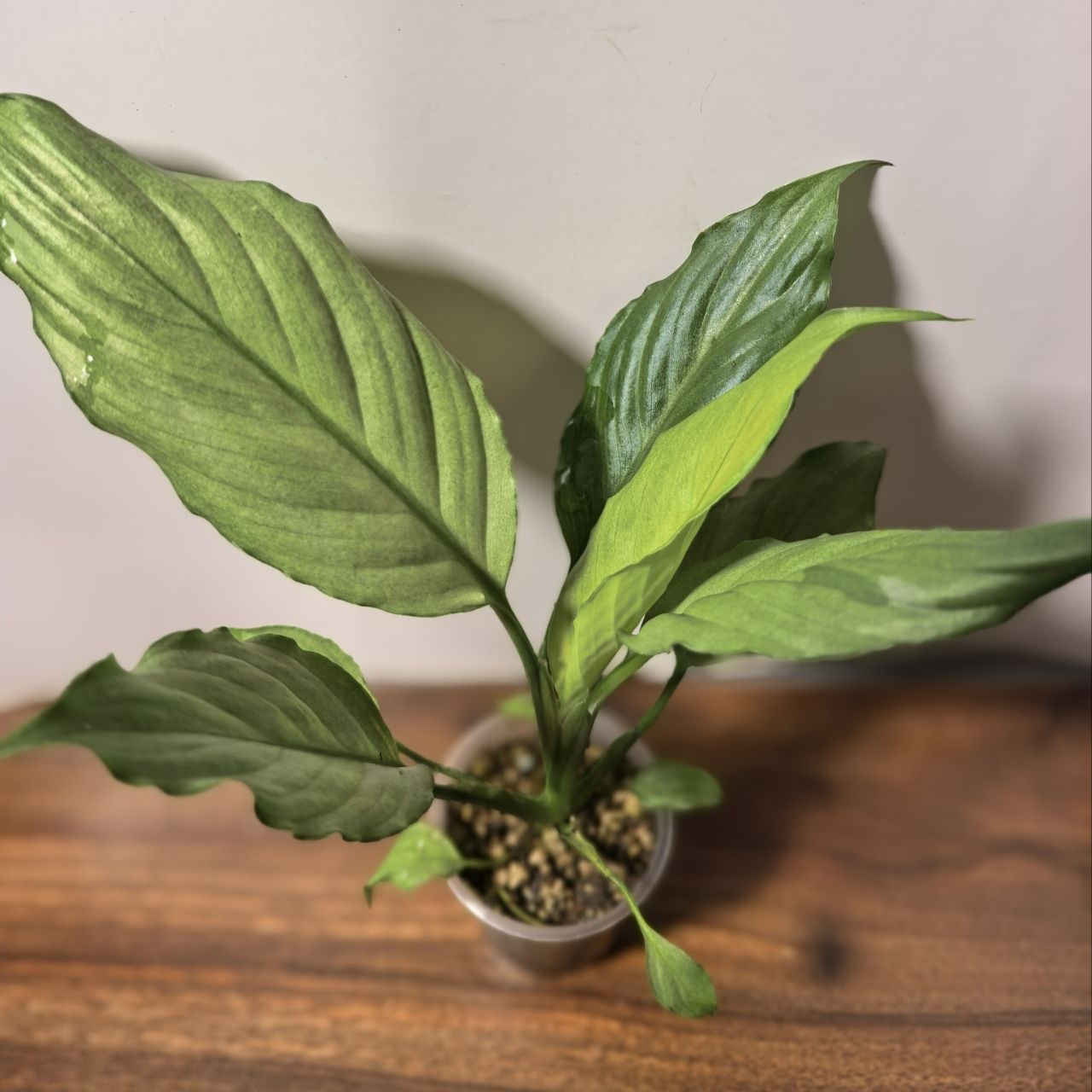 Спатифиллум Блю Айс (Spathiphyllum Blue Ice)