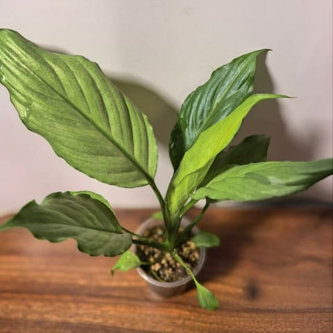 Спатифиллум Блю Айс (Spathiphyllum Blue Ice)