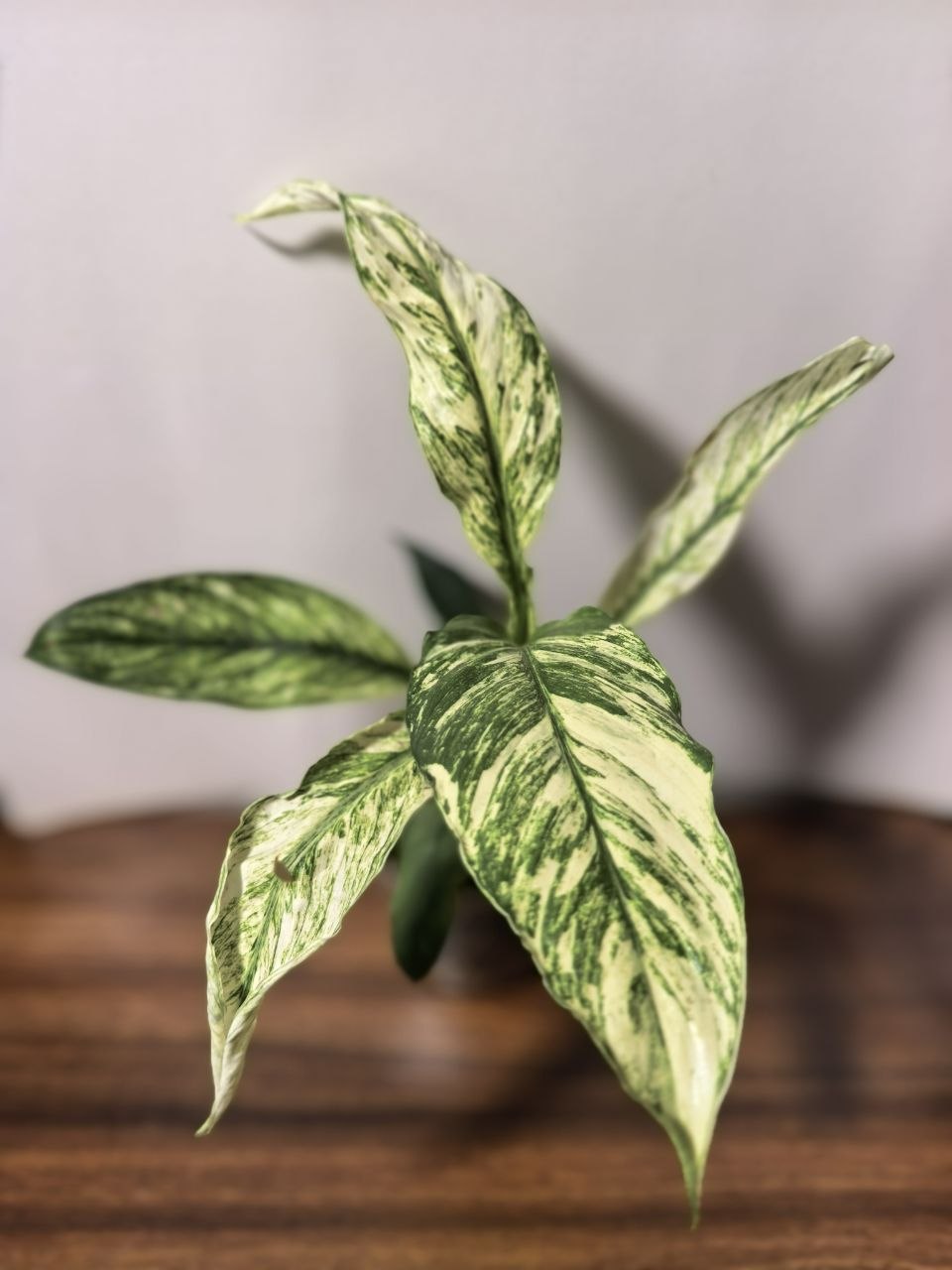 Спатифиллум вариегатный (Spathiphyllum variegatum)