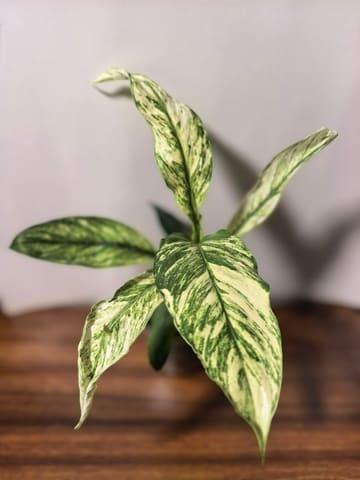 Спатифиллум вариегатный (Spathiphyllum variegatum)