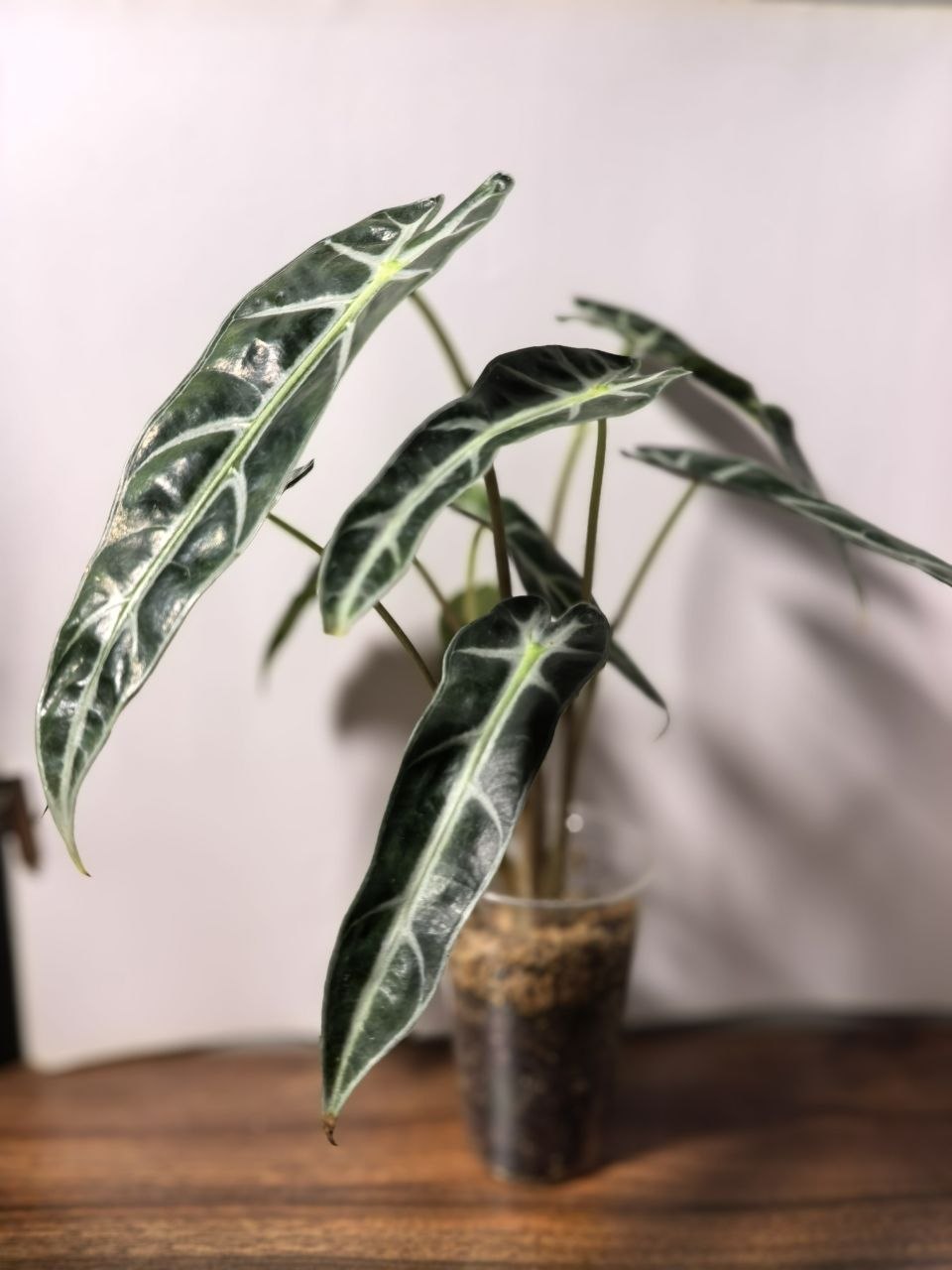 Алоказия Амазоника Полли (Alocasia Amazonica Polly)