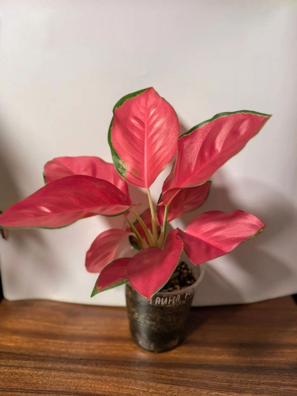 Аглаонема Чайна Ред (Aglaonema China Red)