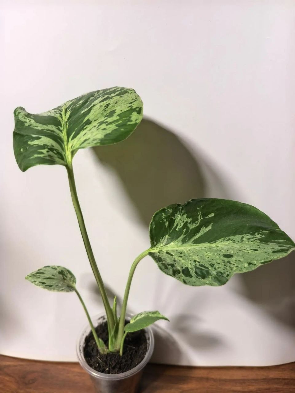 Монстера Бульбазавр (Monstera Bulbasaur)