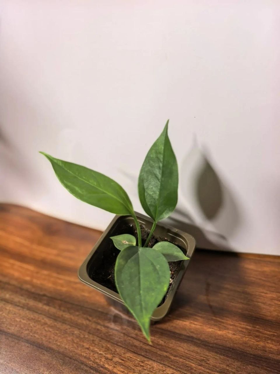 Антуриум Биг Билл (Anthurium Big Bill)