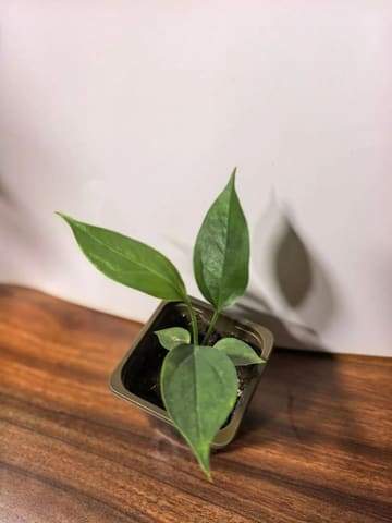 Антуриум Биг Билл (Anthurium Big Bill)