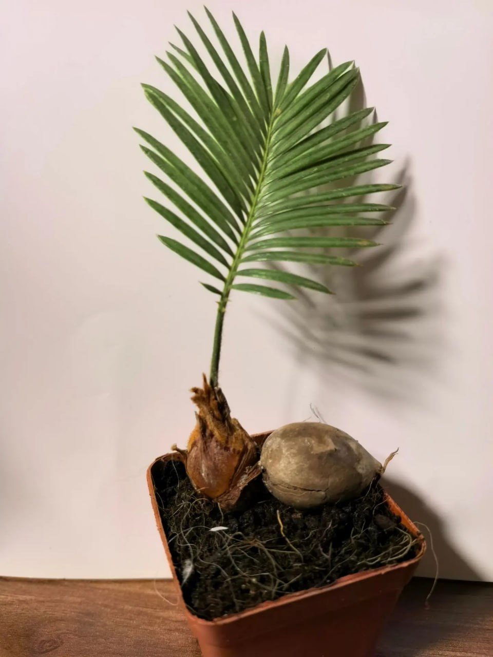 Цикас, саговник, саговая пальма (лат. Cycas) с зёрнышком