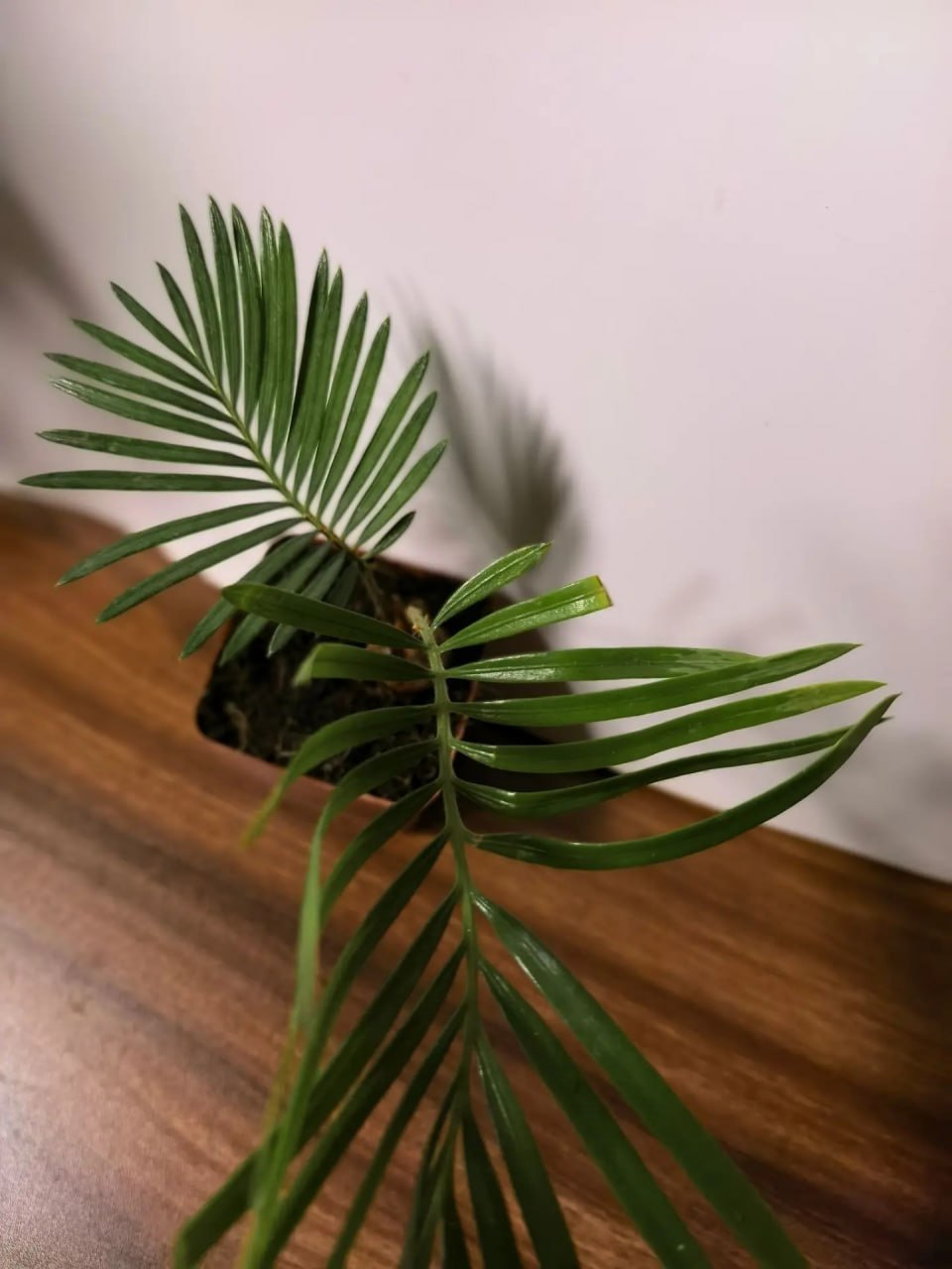 Цикас, саговник, саговая пальма (лат. Cycas)