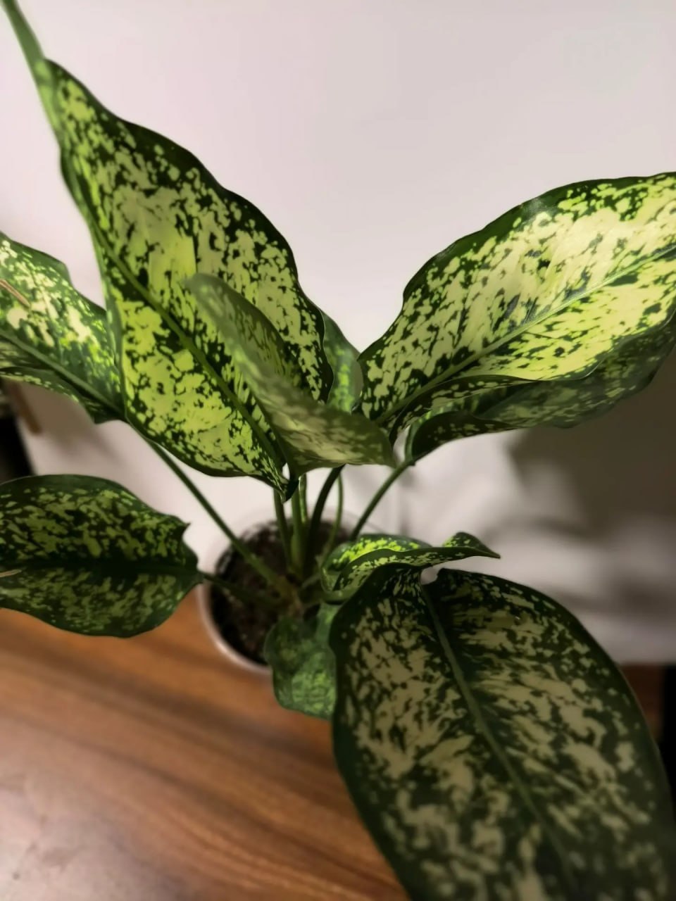 Аглаонема Эмеральд (Aglaonema Emerald)