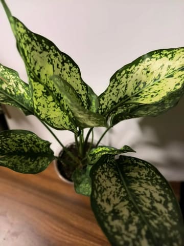 Аглаонема Эмеральд (Aglaonema Emerald)