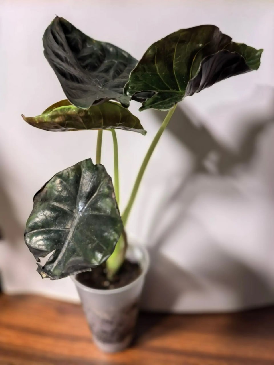 Алоказия Блэк Мэджик (Alocasia Black Magic)