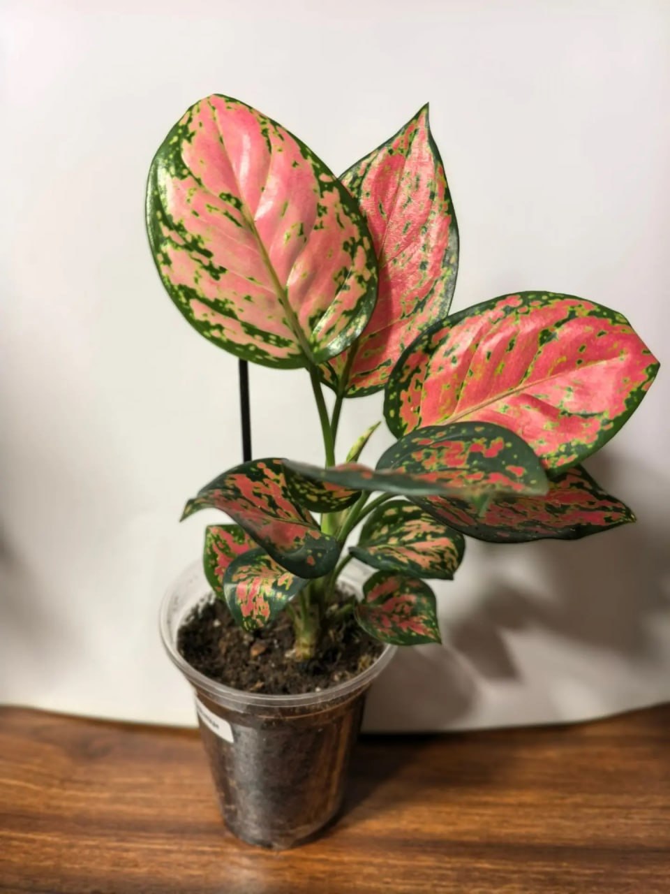Аглаонема Ред Валентин (Aglaonema Red Valentine)