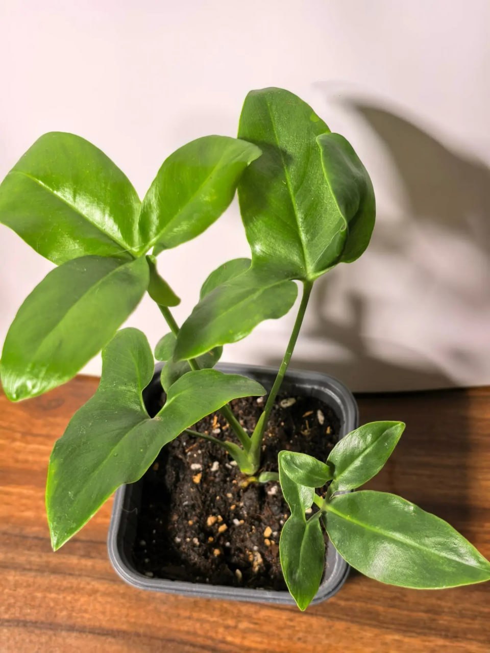 Филодендрон Фан Бан (Philodendron Fun Bun) / Гоэлди (goeldii)