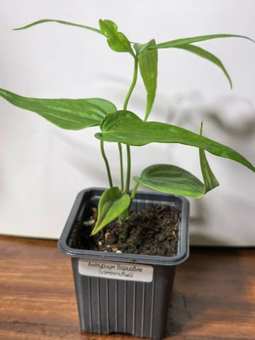 Антуриум вариабле (Anthurium variabile)