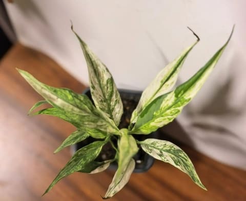 Спатифиллум Нью Ван (Spathiphyllum New One) С