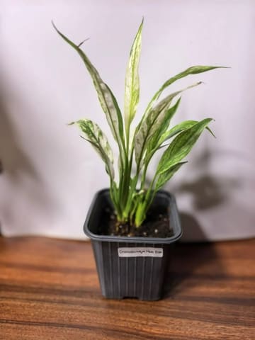 Спатифиллум Нью Ван (Spathiphyllum New One) М