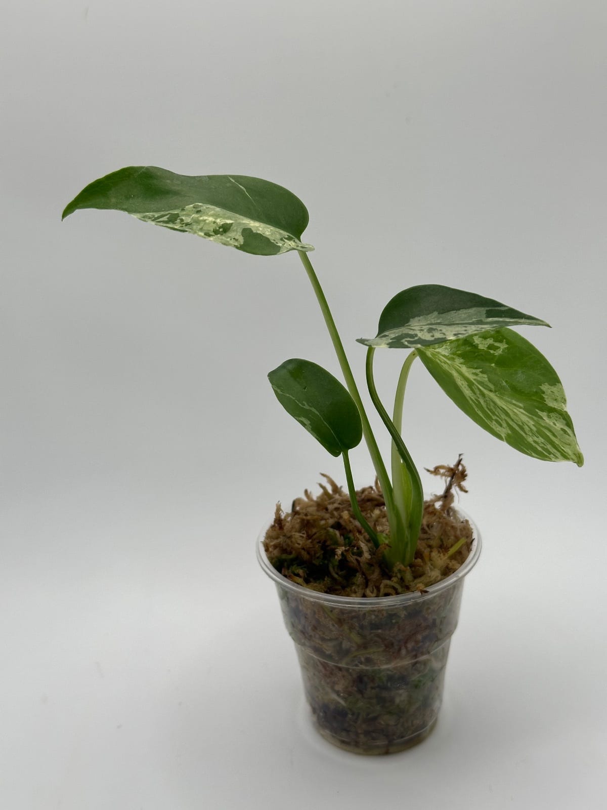 Monstera Bulbasaur