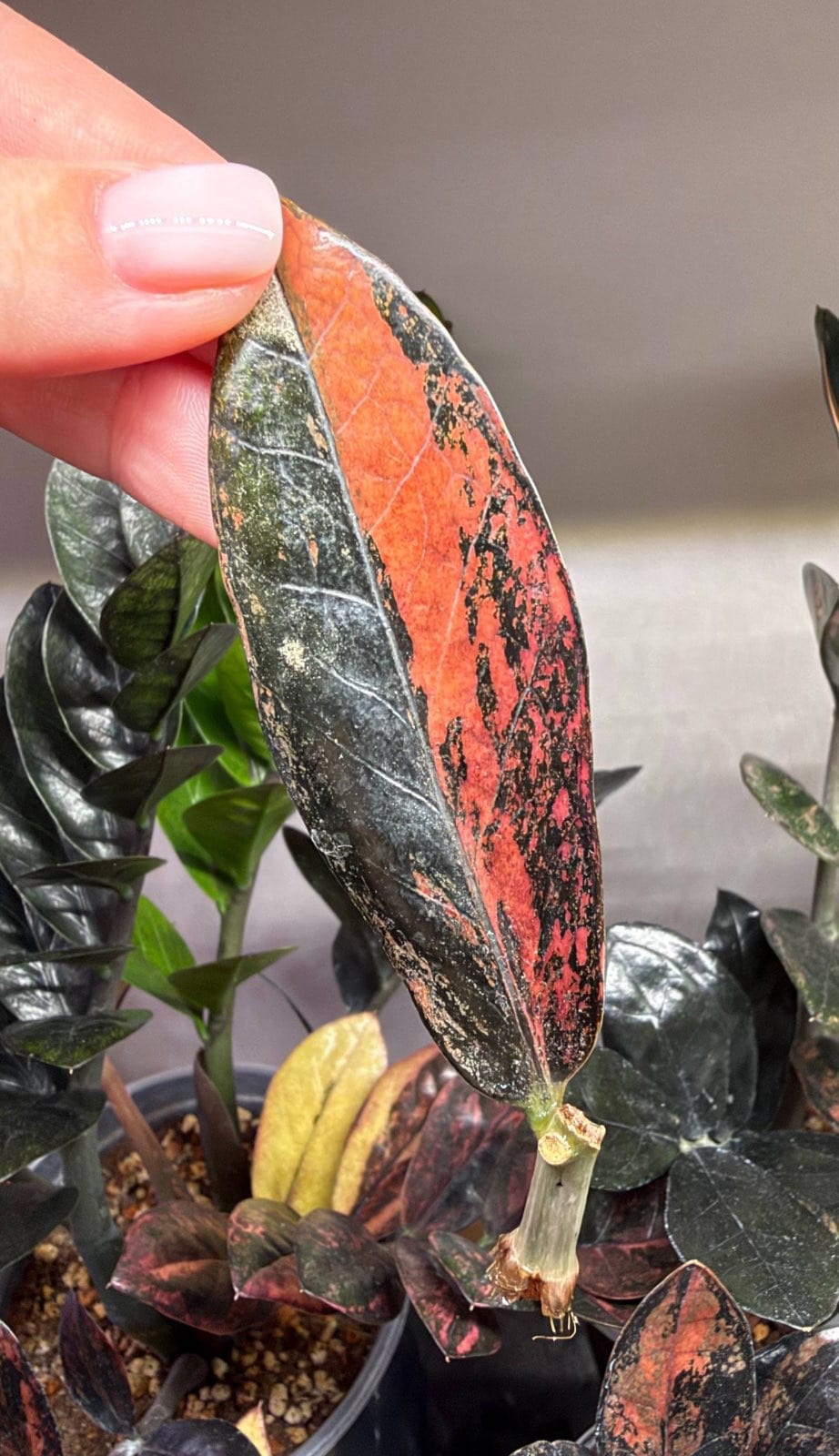 Замиокулькас Блек Пинк Оранж Сильвер/Мультиколор