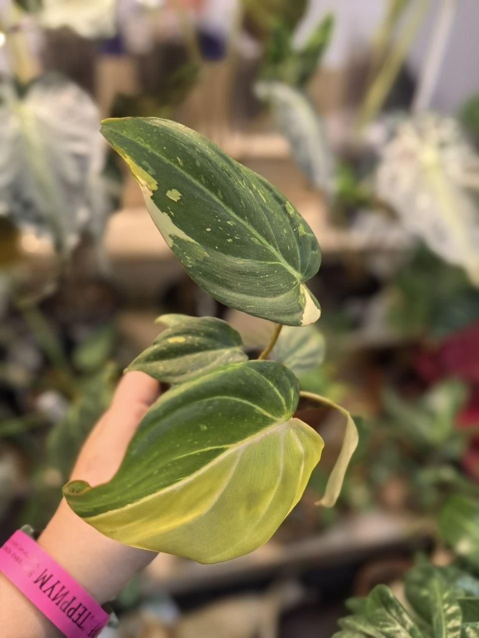Филодендрон Глориозум Вариегата (Philodendron Cloriosum VAR)