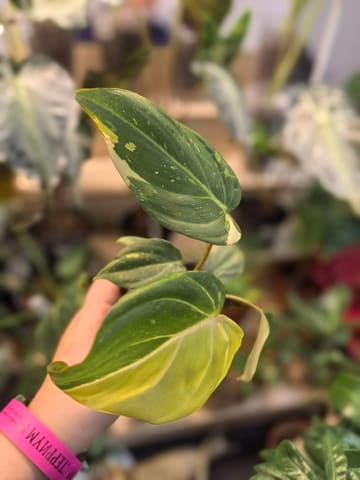 Филодендрон Глориозум Вариегата (Philodendron Cloriosum VAR)
