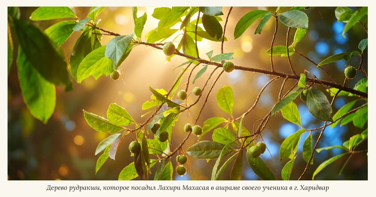 Дерево рудракши, которое посадил Лахири Махасая в Харидваре.