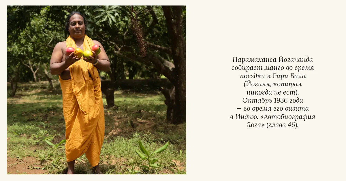 Парамаханса Йогананда собирает манго по дороге к Гири Бале, йогине, которая никогда не ест (Индия, 1936)